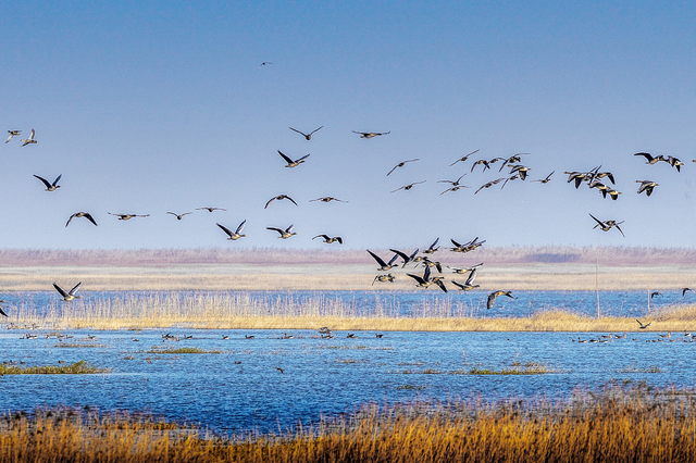 江西七朵金花是什么，江西七朵金花是什么菜（朱虹：这里是神奇的江西）