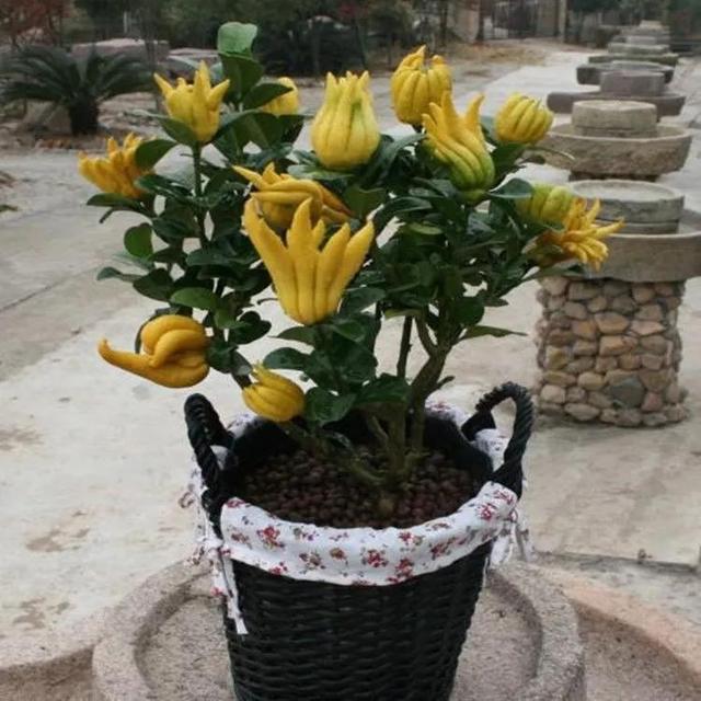 佛手果多少钱一斤，佛手多少钱一斤（年收入几十万不是梦）