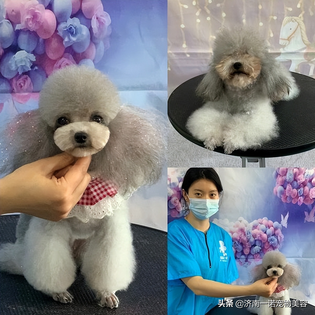宠物美容师培训教程，6步剪出宠物店同款泰迪造型（宠物美容师自学教程）