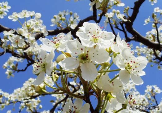 武汉市花是什么，武汉什么花是市花（三月的湖北全是花花花花花花）