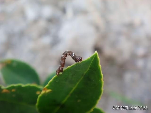 鳞翅目的昆虫有哪些分类，鳞翅目常见昆虫有哪些（第二章、农业植物害虫害螨）