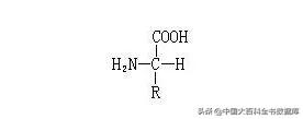 什么是 α-氨基酸，阿尔法氨基酸的结构特点（氨基酸的呈味特性造就了食物的鲜美味道）