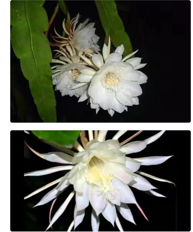 世界上最贵的花，世界上什么花最贵（世界上最贵的花你知道有多贵吗）