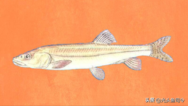 长江名贵鱼前十名，10大凶猛淡水鱼（我国保护的鱼类有87种）