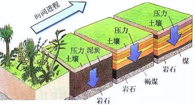 煤怎麼形成的(煤層厚達1千米)-鈺潤百科網