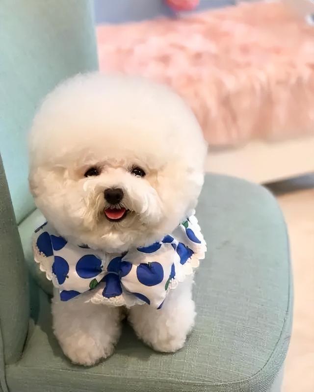 狗一般能活多久，猫和狗一般能活多久（这几种狗寿命很长）