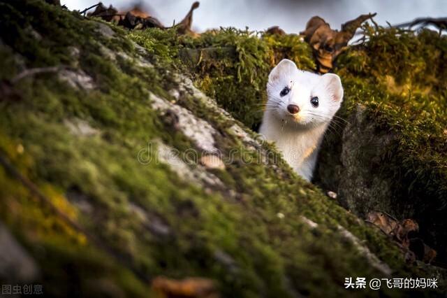 刺猬吃什么食物，刺猬吃什么（“臭屁王”巧吃刺猬）