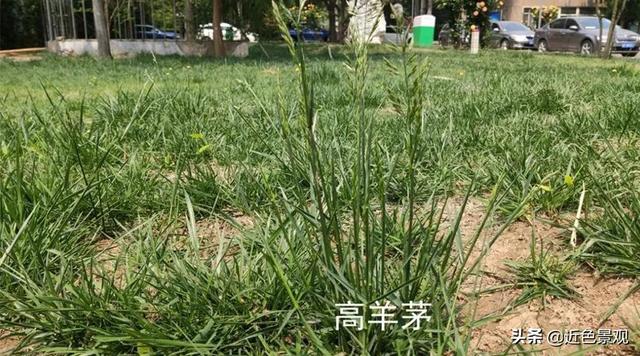 钝叶草（钝叶草），园林绿化中常见草坪植物种类（葎草叶片病害）