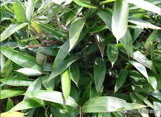 芦苇叶怎么保存时间长，芦苇叶保存方法（带你认识农村15种常见的“粽子叶”）