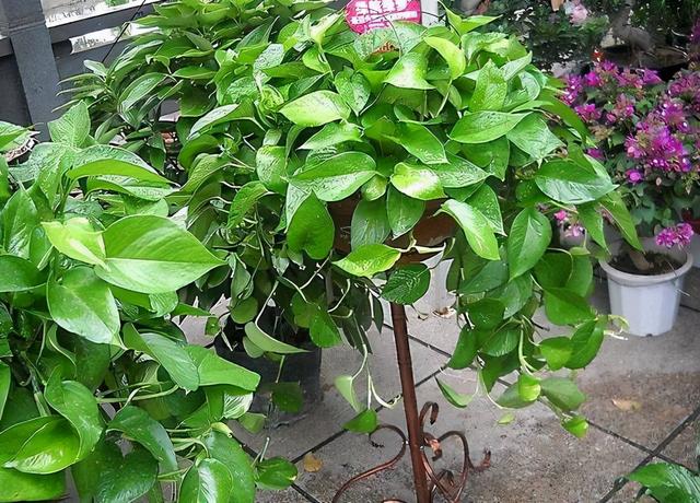 纯氧气能吸吗，纯氧气可以呼吸吗（建议养些“健康花”）