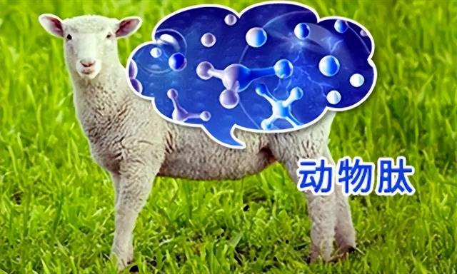 生物活性物质（生物活性肽一）