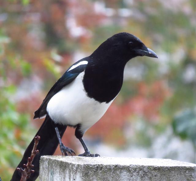 红嘴蓝鹊饲养方法介绍，红嘴蓝鹊饲养鸟架尺寸（居然用钢筋做鸟窝）