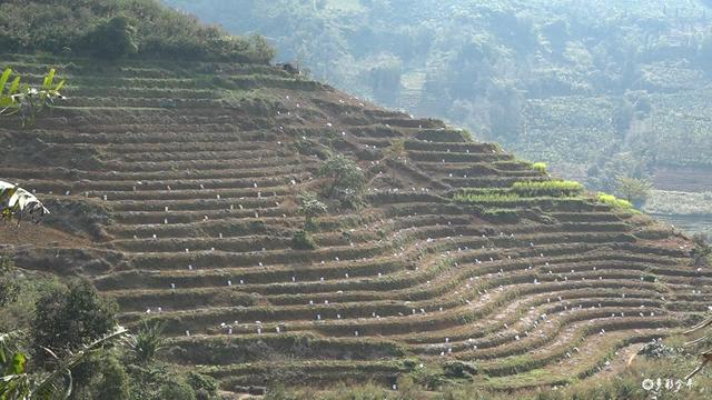 黑心姜的功效与作用，白姜的功效与作用图片（金平：春耕正当时 种姜来致富）