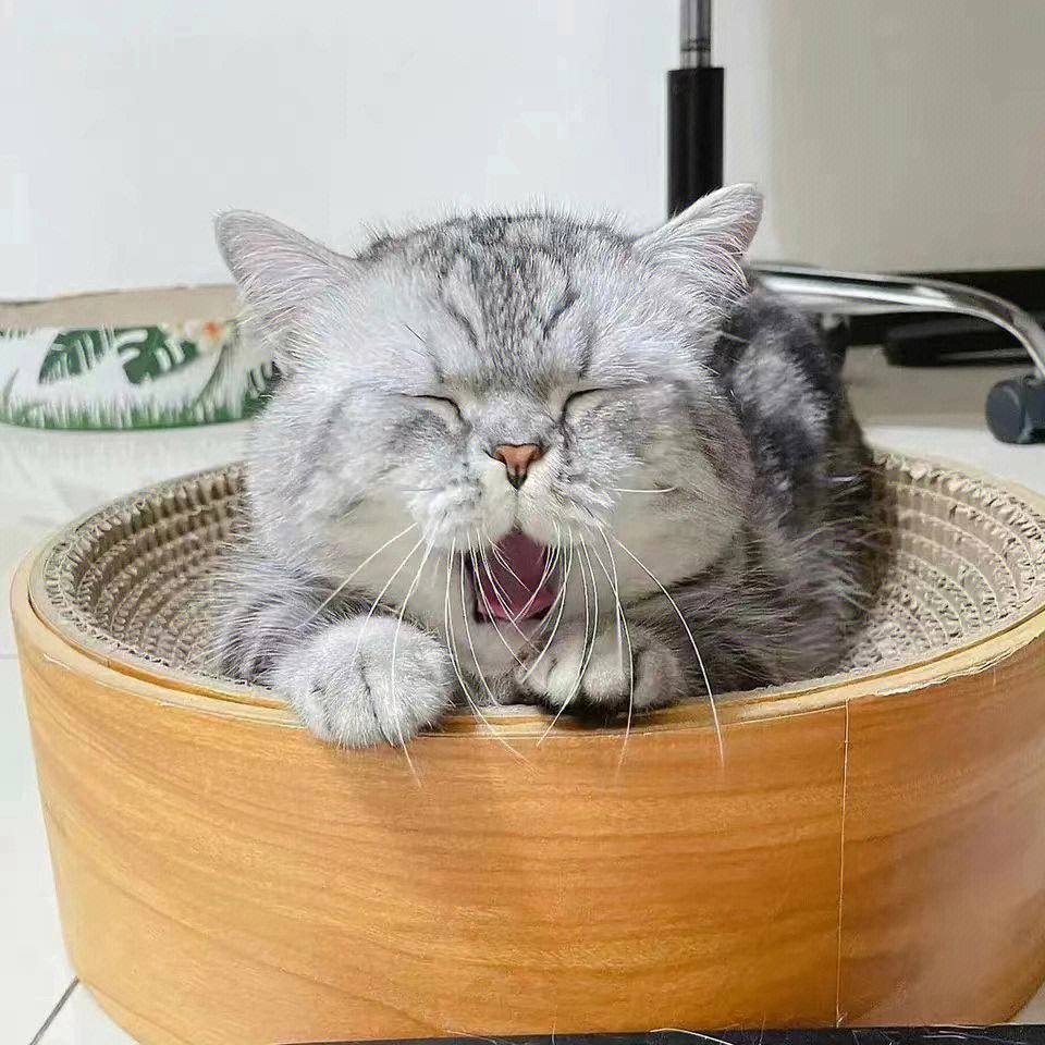 猫咪摇头表情包(猫咪的这几个信号) - 赤虎壹号