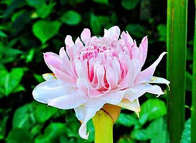 鲜花图片，鲜花图片下载 免费（分享图片：60款精美花卉图）