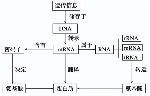 基因表达的产物是什么,基因的表达产物与性状的关系(高中生物-基因的
