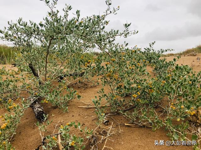 腾格里沙漠攻略，腾格里沙漠旅游攻略（见过腾格里沙漠的一年四季吗）