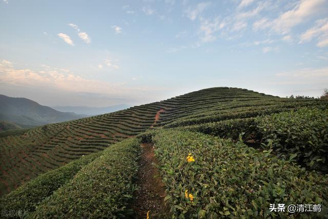 青茶有哪些品种，青茶的主要品种（长饮青茶有哪些好处）