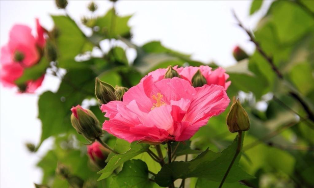 木莲（木莲世家），水莲花尽木莲开——木芙蓉（木莲木莲文章）