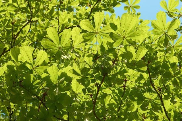 沙罗树药用功效，七叶树种子多少钱一斤（成分党必知——七叶树）