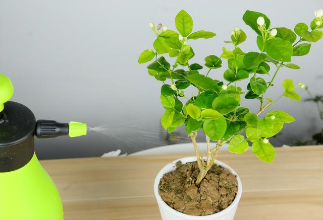 家里盆栽茉莉花应该注意什么，茉莉花盆栽要点（要想养殖不出问题）