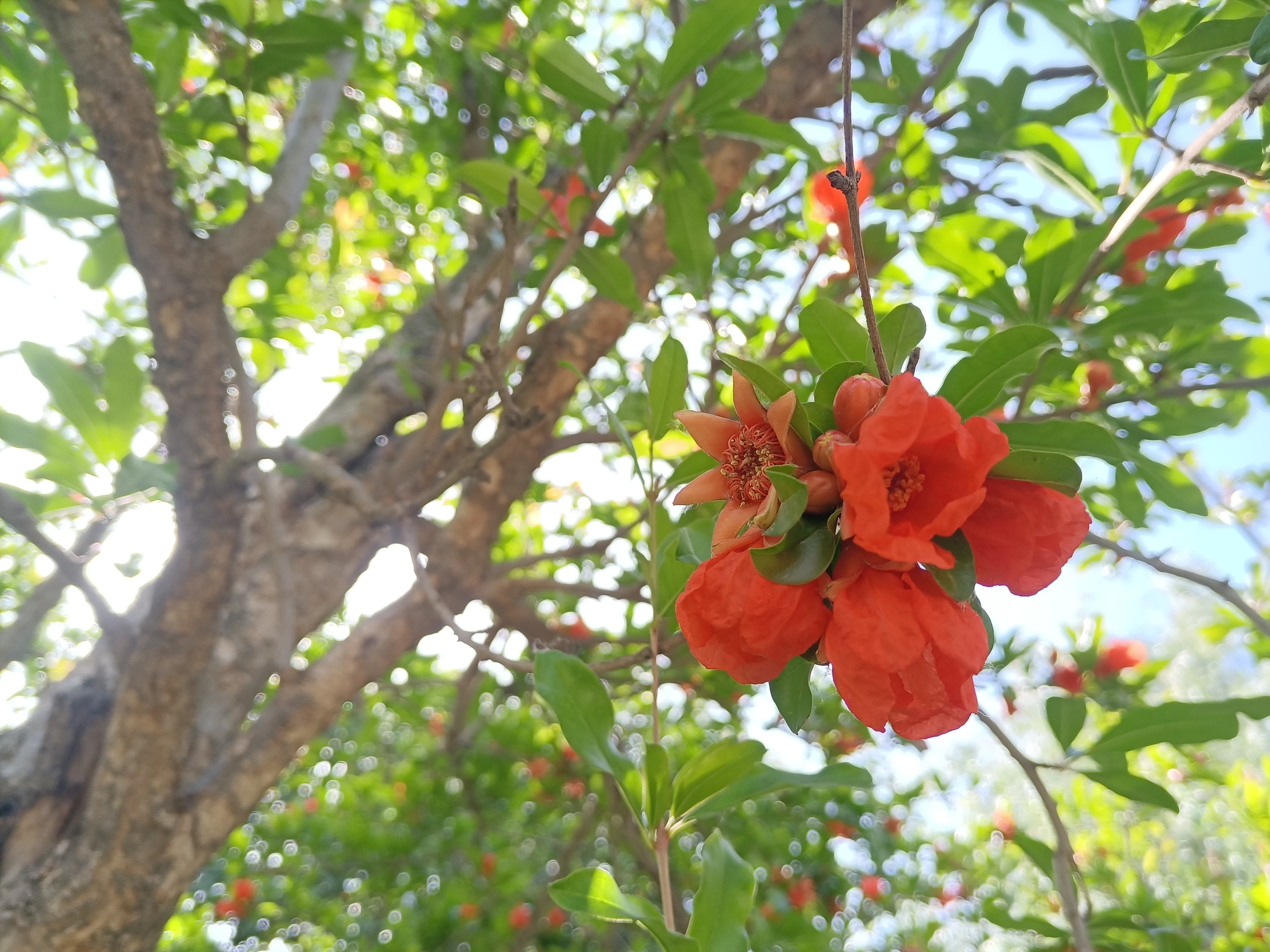 石榴花的花语和寓意，石榴花的寓意和象征风水（红红火火、多子多福）