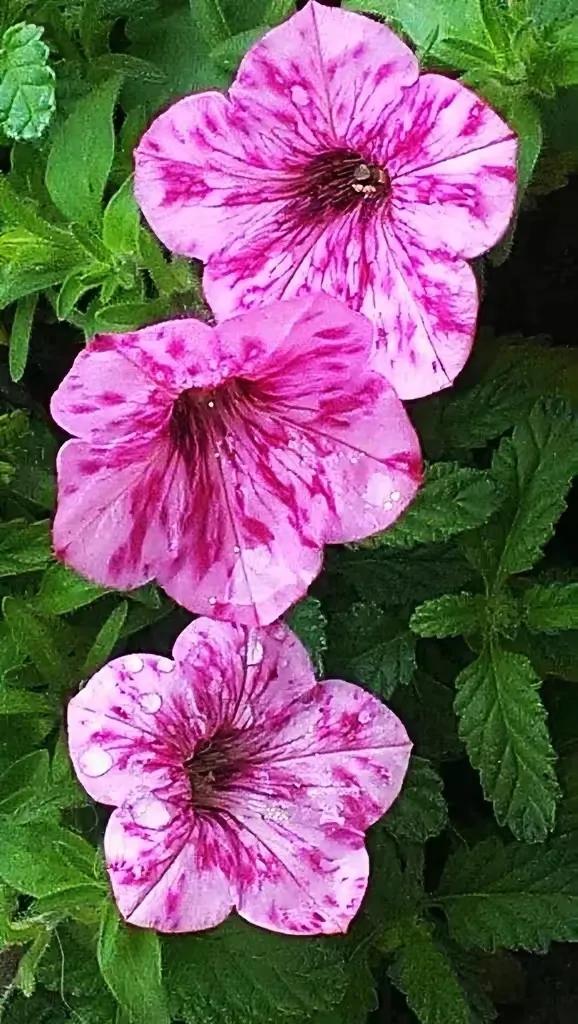 繁花似锦下一句是什么，一路繁花似锦下一句是什么（美醉你的心田）