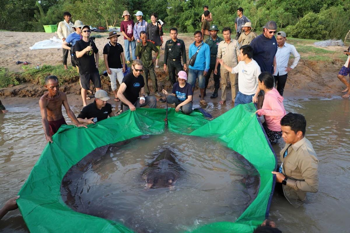柬埔寨发现世界最大淡水鱼，刷新纪录引全球关注，生态保护意义重大。