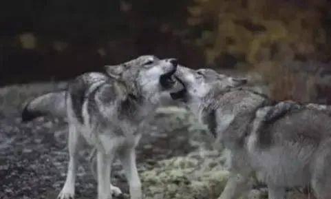 幸好这30种动物灭绝了，要不人类真的难以生存（“一亿五千万岁”长江白鲟正式灭绝）