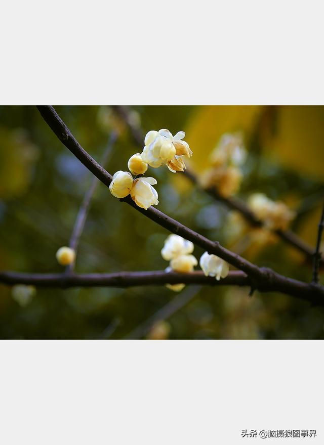 蠟梅花圖片,蠟梅花和白梅花圖片(為什麼難拍出滿意的臘梅花照片)