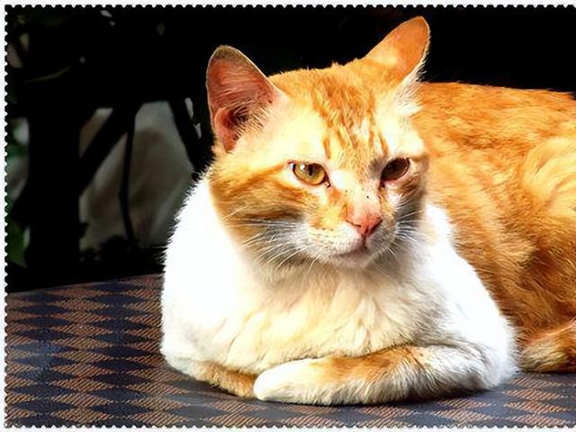 黄油猫悖论是什么东西，猫与黄油理论是什么（它只是一个假知识性的名称）