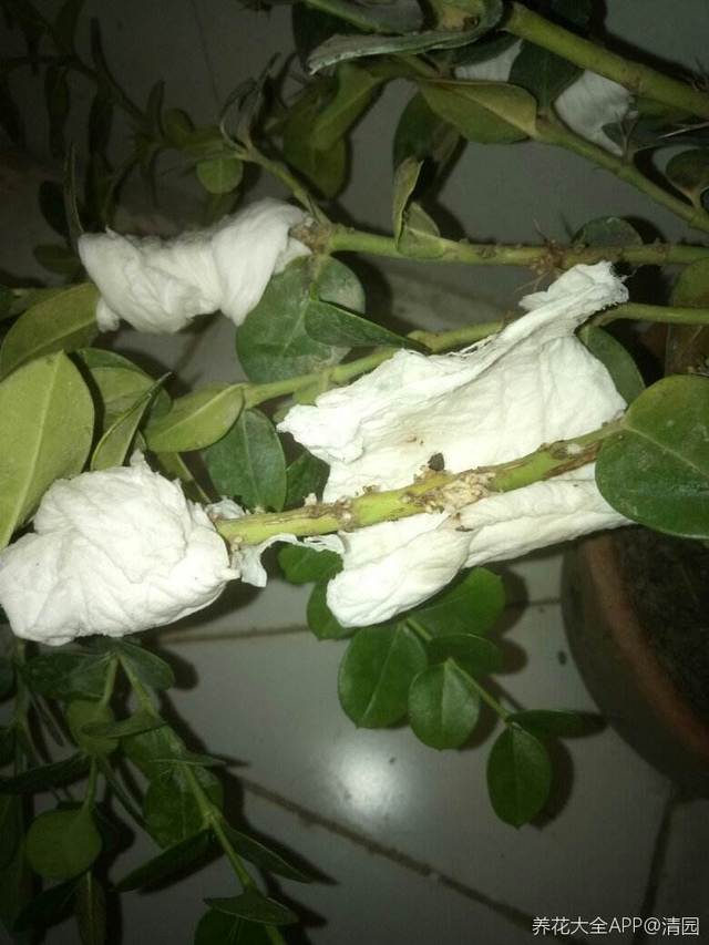 卫生纸做花教程简单，用卫生纸做漂亮的花（呼呼冒出“狗牙根”）