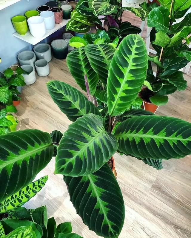 可以种在阳台的大型绿植，可以种在阳台的大型绿植品种（能养8种“大叶花”）