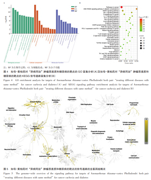 知母黄柏的功效与作用，黄柏和知母都具有的功效（知母-黄柏药对“异病同治”肿瘤恶液质及糖尿病的整合机制研究）