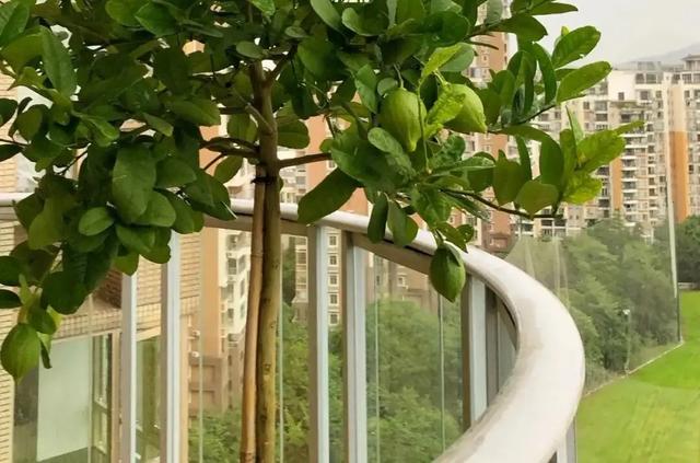 开心果是什么树的果实，开心果是什么树的果实图片大全（阳台可种“4种果”）