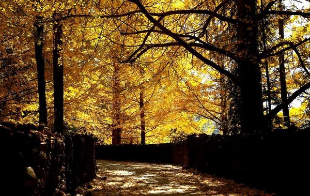 推进乡村文化振兴的措施是哪些，如何振兴乡村文化（艺赋能——腾冲市创新举措全力推进乡村振兴）