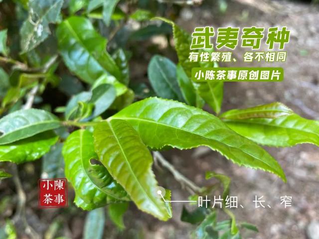 武夷岩茶之马头岩九龙窠肉桂，武夷岩茶入门