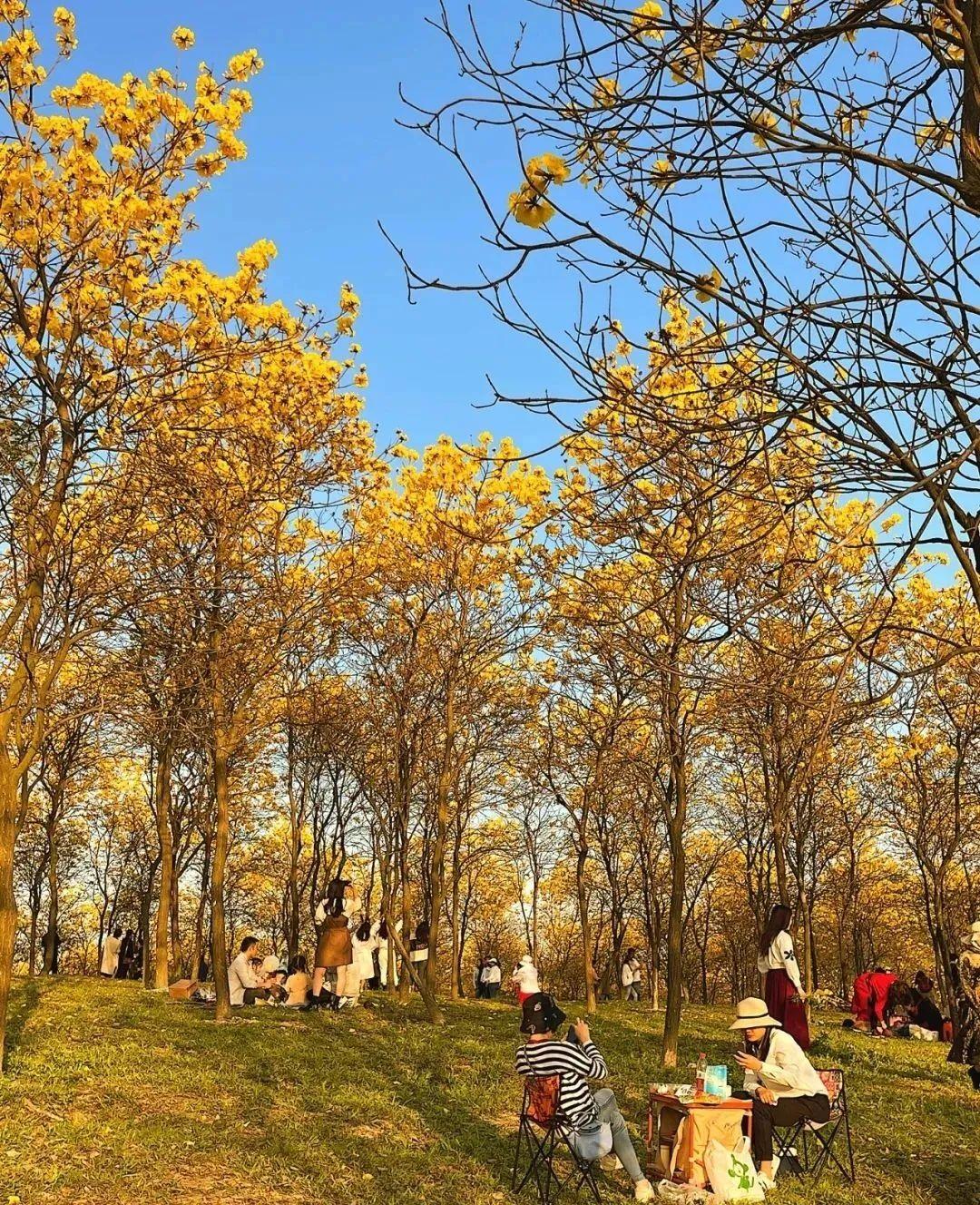 东莞自驾一日游更佳景点，打卡松山湖黄花风铃木+水濂山森林公园