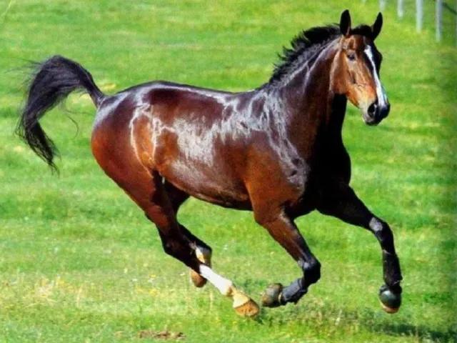 为什么叫汗血宝马呢?