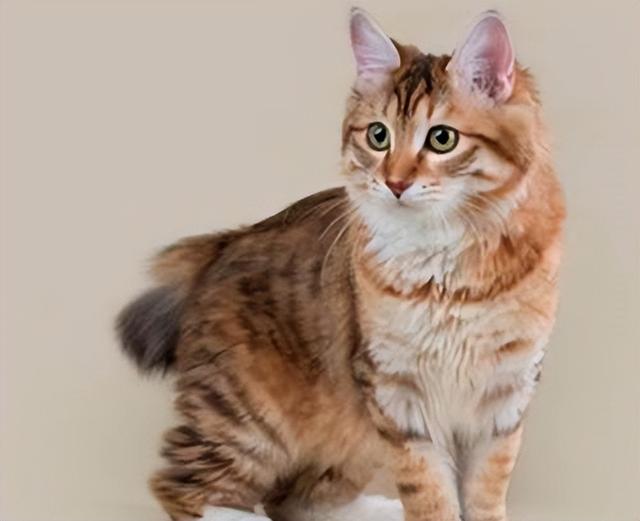 猫怎样才算麒麟尾，麒麟猫是什么（为什么越来越多人养“麒麟猫”）