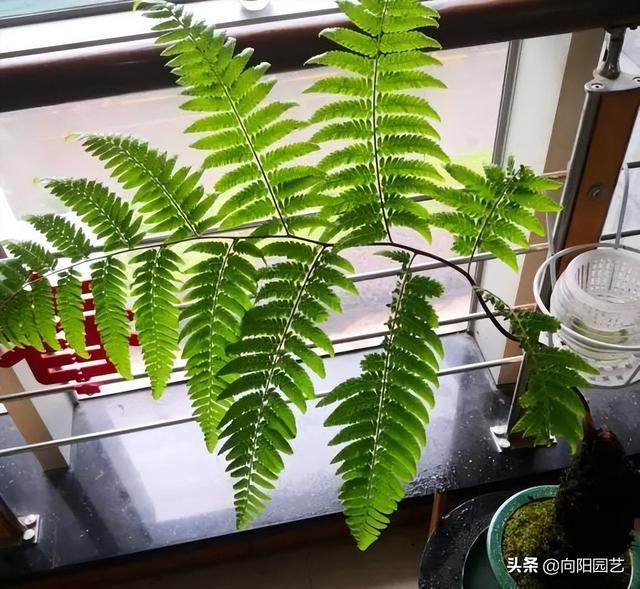 金毛狗蕨，据说广西遍地都是（金毛狗蕨类植物）