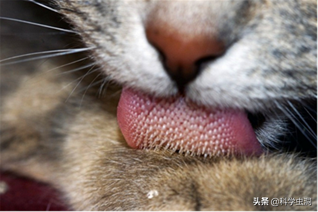 公猫端母猫，公猫端母猫,一端一哎哟（为什么穿上裤子就不认猫）