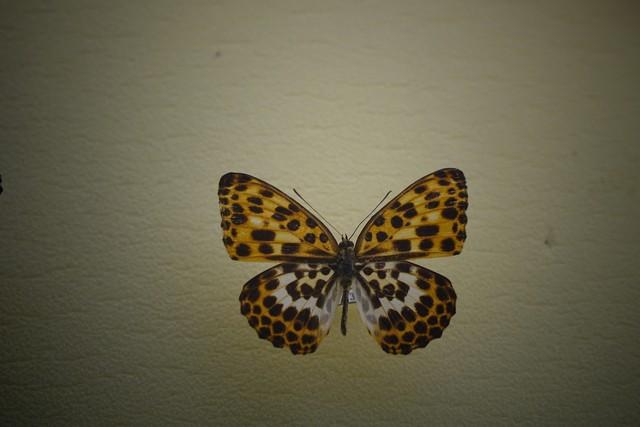 做什么梦说明爱情要来了，什么梦预示真爱到了（爱情魅力追求梦）