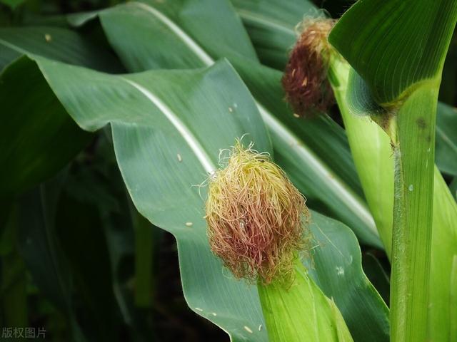 玉米须能治肾病吗，怎么让肾慢慢恢复正常（害人不浅的六大肾病谣言）