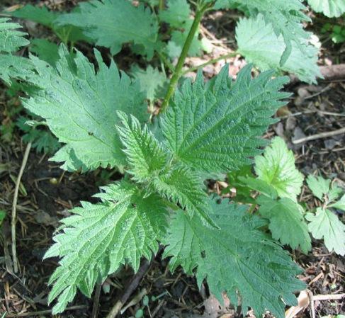 农村能吃的100种野菜图片，有哪些野菜可以吃