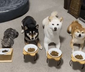 母狗做绝育好不好，狗狗做绝育是好还是坏（狗狗绝育的“利”与“弊”）