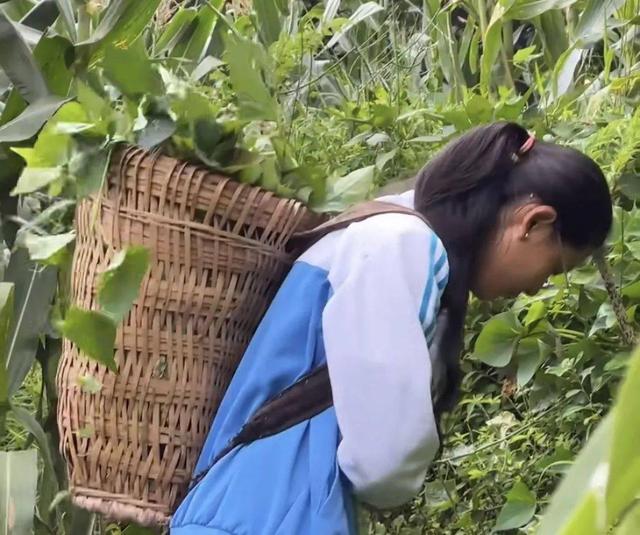 美丽的乡村姑娘,美丽的乡村姑娘简谱(四川一乡村姑娘考上211高校)