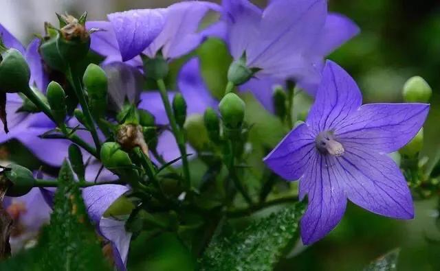 风铃草和铃兰花的区别有哪些，风铃草和风铃花的区别（是一种娇小可爱的观赏花卉）