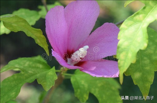 春天能吃的野菜大全，春天都有哪些野菜可以吃（送你63种野菜大图鉴）