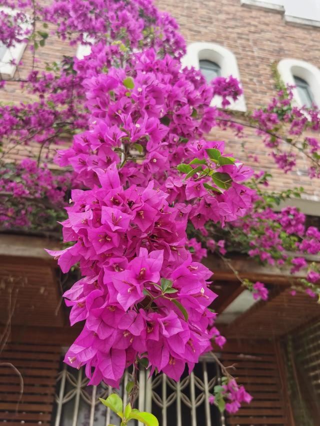 鲜花的花语和花的数目的寓意，鲜花数量的寓意（100种迷人的“数字花”）